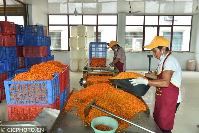 衡東三樟鎮 黃貢椒“變身”剁辣椒，線上加工助農增收